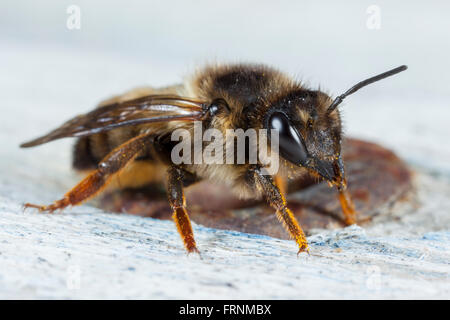 A single bee. Stock Photo