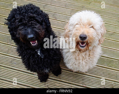 A pair of black and beige Labradoodles sitting on decking and looking up at camera Stock Photo