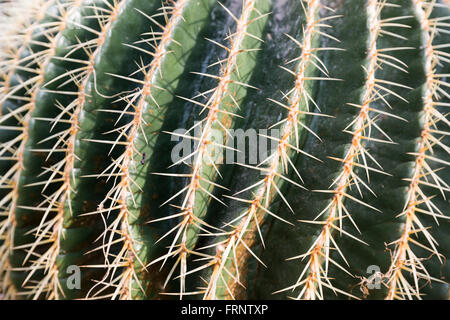 Echinocactus grusonii, popularly known as the golden barrel cactus, golden ball or, amusingly, mother-in-law's cushion, is a wel Stock Photo