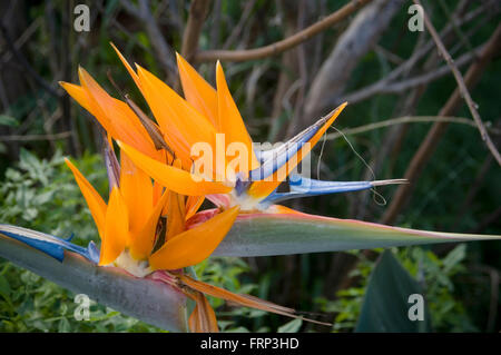 Bird of paradise flower Strelitzia Strelitziaceae orange bright brightly coloured colours colour color color colored growing wil Stock Photo