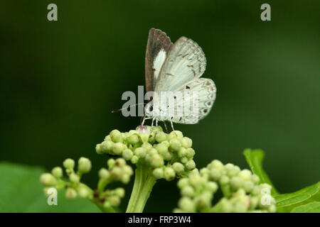 Hedge blue butterfly, Acytolepis puspa, Lycaenidae, Mumbai, Maharashtra, India Stock Photo