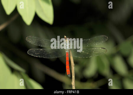 Darter, Dragon fly, Mumbai, Maharashtra, India Stock Photo