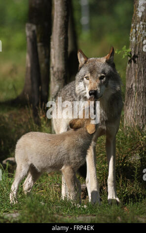 Timber wolf  alpha female and pp in spring in woods Stock Photo