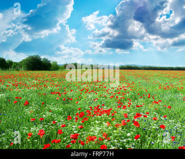 Beautiful meadow. Element of design. Stock Photo