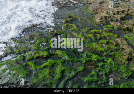 Waves crashing on Algae covered rocks along the coast of the Pacific Ocean Stock Photo