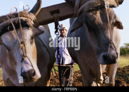 Farming and cultivations in Latin America. Middle aged hispanic farmer manually ploughing the soil with ox at the beginning of t Stock Photo