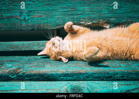 Funny Red Kitten Cat Sleeping On A Bench In Park In Hot Summer Day Stock Photo