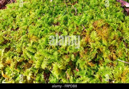 Stump overgrown with Common Tamarisk-moss (Thuidium tamariscinum), Bavaria, Upper Bavaria, Germany Stock Photo