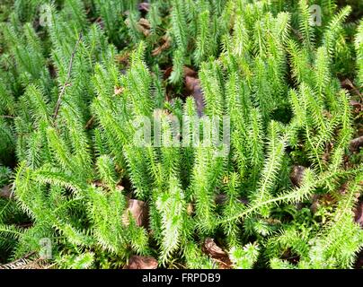 Interrupted club-moss (Lycopodium annotinum), alpine upland, Bavaria, Upper Bavaria, Germany, Stock Photo