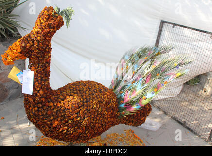 Floral peacock, displayed at Garden Festival, made from flower heads of Marigold, the Tagetes plant, pure yellow used for beak Stock Photo