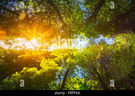 Summer Sun Shining Through Canopy Of Tall Trees Woods. Sunlight In Deciduous Forest, Summer Nature. Upper Branches Of Trees Back