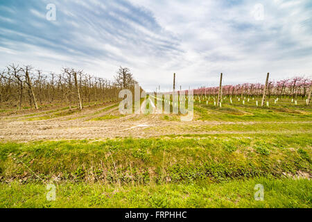modern agriculture organizes fields into regular geometries of orchards that herald the arrival of spring with the first blooms Stock Photo