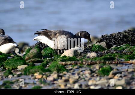 Brent goose Branta bernicla feeding on seaweed Tywi Estuary Carmarthenshire Stock Photo