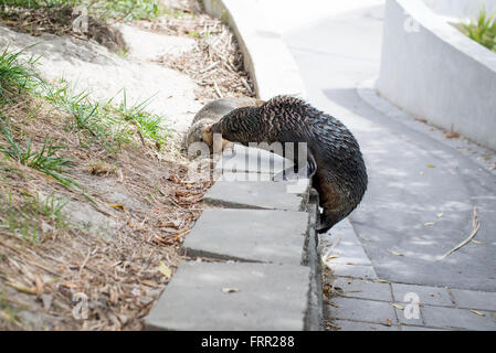 Kaikoura, New Zealand. 21st Oct, 2015. Kaikoura, New Zealand - October 21, 2015 - Two New Zealand Fur Seal pups (Arctocephalus forsteri) play next to a walkway on October 21, 2015 in Kaikoura, New Zealand. © dpa/Alamy Live News Stock Photo