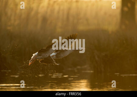 Greylag Geese / Graugans ( Anser anser ), pair of, take off from a natural stretch of water in atmospheric orange backlight. Stock Photo