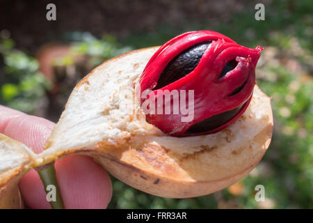 Mace (red) and nutmeg inside (Achillea ageratum) from the myristica fragrans tree - seen in Sri Lanka Stock Photo