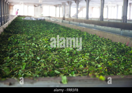 Plucked tea leaves in the process of withering (drying) in a tea factory in the hill-country of Sri Lanka Stock Photo