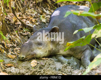 CORCOVADO NATIONAL PARK, COSTA RICA - Baird's tapir, pregnant female resting, Osa Peninsula. Endangered species. Tapirus bairdii Stock Photo
