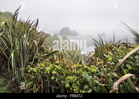 Coast line near Cape Foulwind in the fog, Region West Coast,  New Zealand Stock Photo