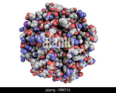 Structure of thrombin blood-clotting enzyme: Human alpha-thrombin molecule is a key protein in the blood coagulation cascade. Co Stock Photo