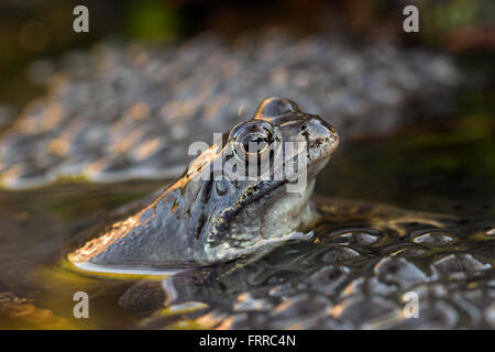 European common frog (Rana temporaria) close up  of head among frogspawn in pond Stock Photo