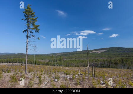 Reforestation by planting saplings in cleared coniferous forest in Dalarna, Sweden, Scandinavia Stock Photo