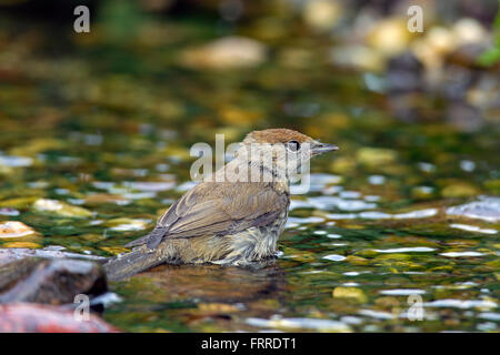 Eurasian blackcap (Sylvia atricapilla) female bathing in shallow water Stock Photo