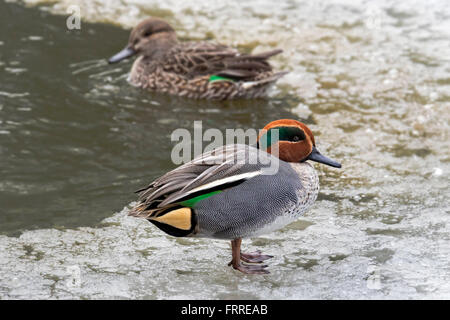 Eurasian teal / common teal (Anas crecca) male on ice of frozen pond in winter Stock Photo