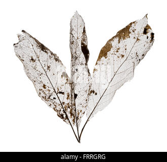 Leaf skeletons. Veins in decayed deciduous leaves. Stock Photo