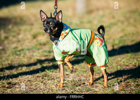 Beautiful Russkiy Toy or Russian Toy Terrier Dog Dressed Up In Outfit, Staying Outdoor in Park Stock Photo
