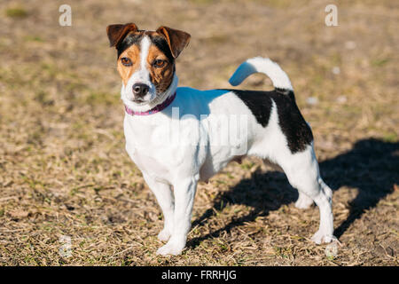 Young Parson Russell Terrier Dog Outdoor. Hunting dog Stock Photo