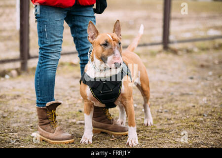 Pet Bullterrier Dog Portrait At Green Grass. Other names - Bully, The White Cavalier, Gladiator, and English Bull Terrier. Stock Photo