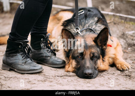 Close Up Sad Brown German Shepherd Dog Lying on Ground Near Woman Feet in Shoes. Alsatian Wolf Dog. Stock Photo
