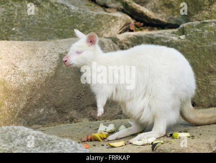 albino bennetts wallaby - Macropus rufogriseus Stock Photo