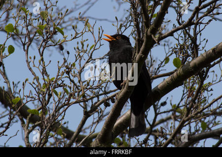 A male Common Blackbird (Turdus merula) singing in a tree. Stock Photo