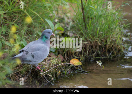 Stock Dove / Hohltaube ( Columba oenas ) sitting at the bank of a stretch of water in midst of natural vegetation. Stock Photo