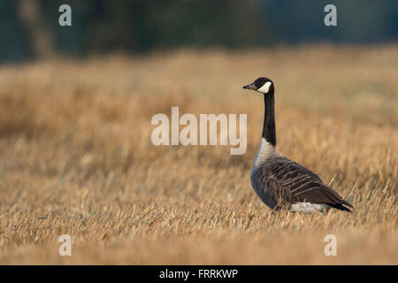 Canada Goose / Kandagans ( Branta canadensis ), adult bird, sitting on a golden stubble field, watching around attentively. Stock Photo