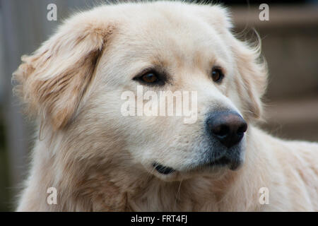 Portrait of a great pyrenees Stock Photo