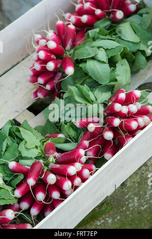 Raphanus sativus. Bunches of harvested Radishes in a wooden box Stock Photo