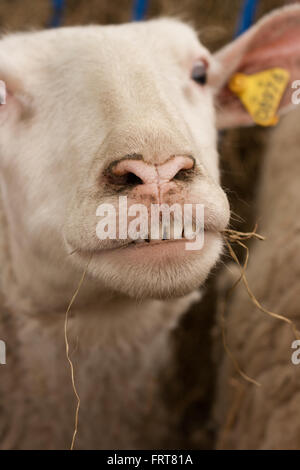 Lone sheep 'smiling' and chewing some hay. Stock Photo