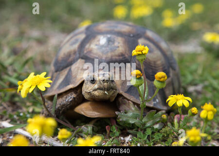 Leopard (mountain) tortoise (Geochelone pardalis), Table Mountain national park, Western Cape, South Africa Stock Photo