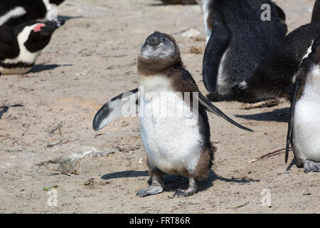African penguin (Spheniscus demersus) chick in colony on Foxy Beach, Table Mountain National Park, Simon's Town, South Africa