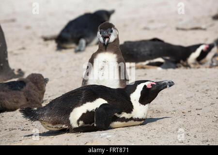 African penguins (Spheniscus demersus) adult with chick, Foxy Beach, Table Mountain National Park, Simon's Town, South Africa Stock Photo