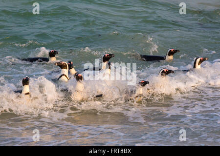 African penguins (Spheniscus demersus) in surf, Foxy Beach, Table Mountain National Park, Simon's Town, Cape Town, South Africa Stock Photo