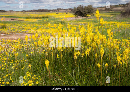 Bulbinella latifolia, yellow cat's tail, (formerly Bulbinella floribunda), Papkuilsfontein farm, Nieuwoudtville, Northern Cape, Stock Photo