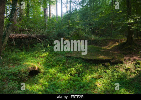 BRD, Nordrhein-Westfalen, Mauerreste der ehemaligen Pulvermühle Aue im Helenental (Tal der Dhünn) bei Altenberg im Rheinisch-Ber Stock Photo