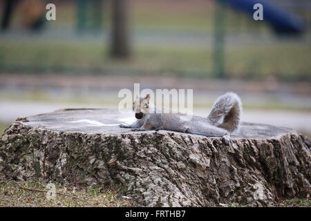cute and funny gray squirrel with a huge nut in her mouth resting on the tree stump after finishing hunting her lunch Stock Photo