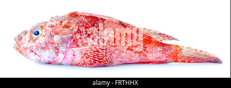 Red Scorpionfish Isolated Stock Photo