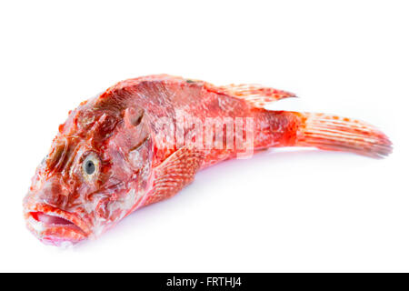 Red Scorpionfish Stock Photo
