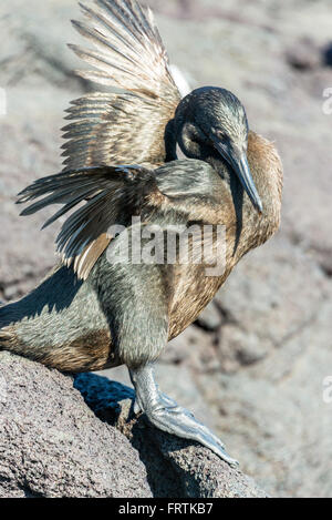 Flightless Cormorant drying its wings on Fernandina Island in the Galapagos Islands in Ecuador Stock Photo